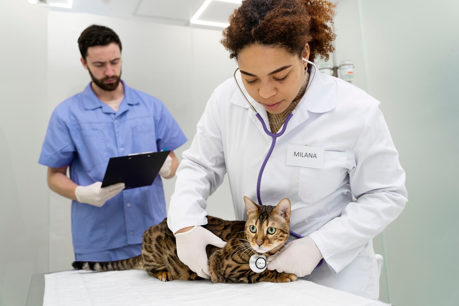 medium-shot-veterinarian-helping-cat_23-2149304270